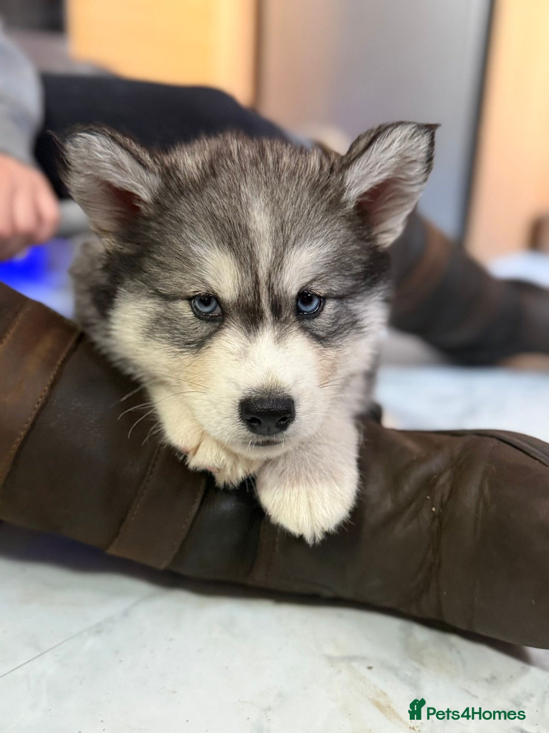Siberian Husky dogs for sale: Beautiful husky  - Image 9