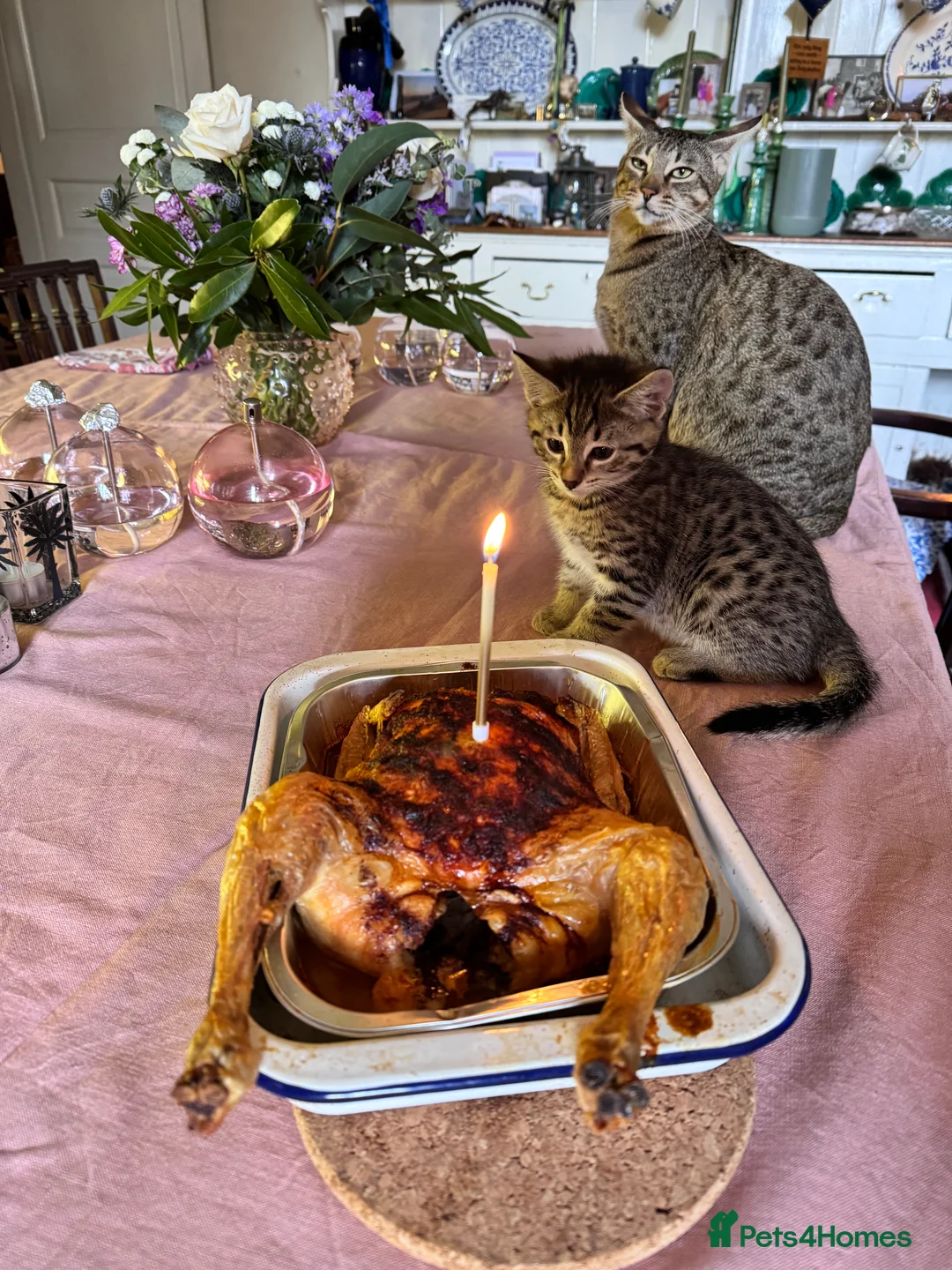 Savannah cats for sale: Savannah X Kittens  - Advert 8