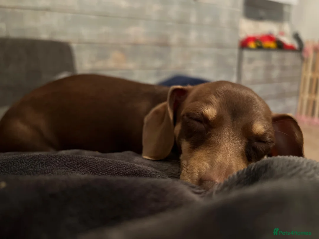 Miniature Dachshund dogs for sale: ⭐️adult⭐️Miniature dachshund  - Advert 1