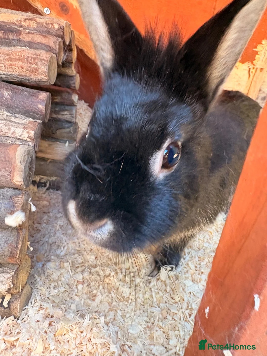 Mini Lion Lop rabbits for sale: Two female rabbits bonded pair, Lop X lionhead.  - Advert 12