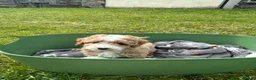 Poochon dogs for sale: Beautiful poochon puppies  in Corwen - Advert 8