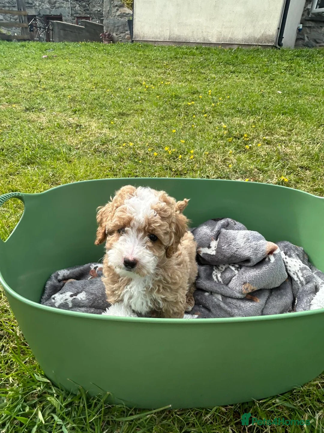 Poochon dogs for sale: Beautiful poochon puppies  in Corwen - Advert 8