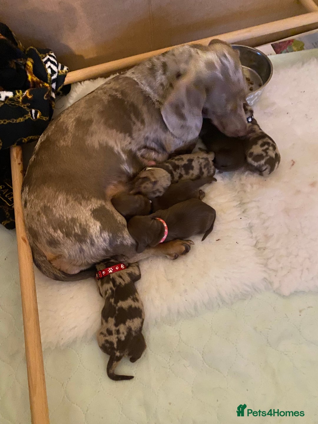 Miniature Dachshund dogs for sale: Beautiful miniature dachshunds - Advert 2