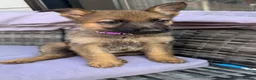 German Shepherd dogs for sale: 10 beautiful German shepherd puppies - Advert 11