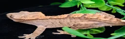 Gecko reptiles for sale: Beautiful Crested Geckos ready for new homes  - Advert 9