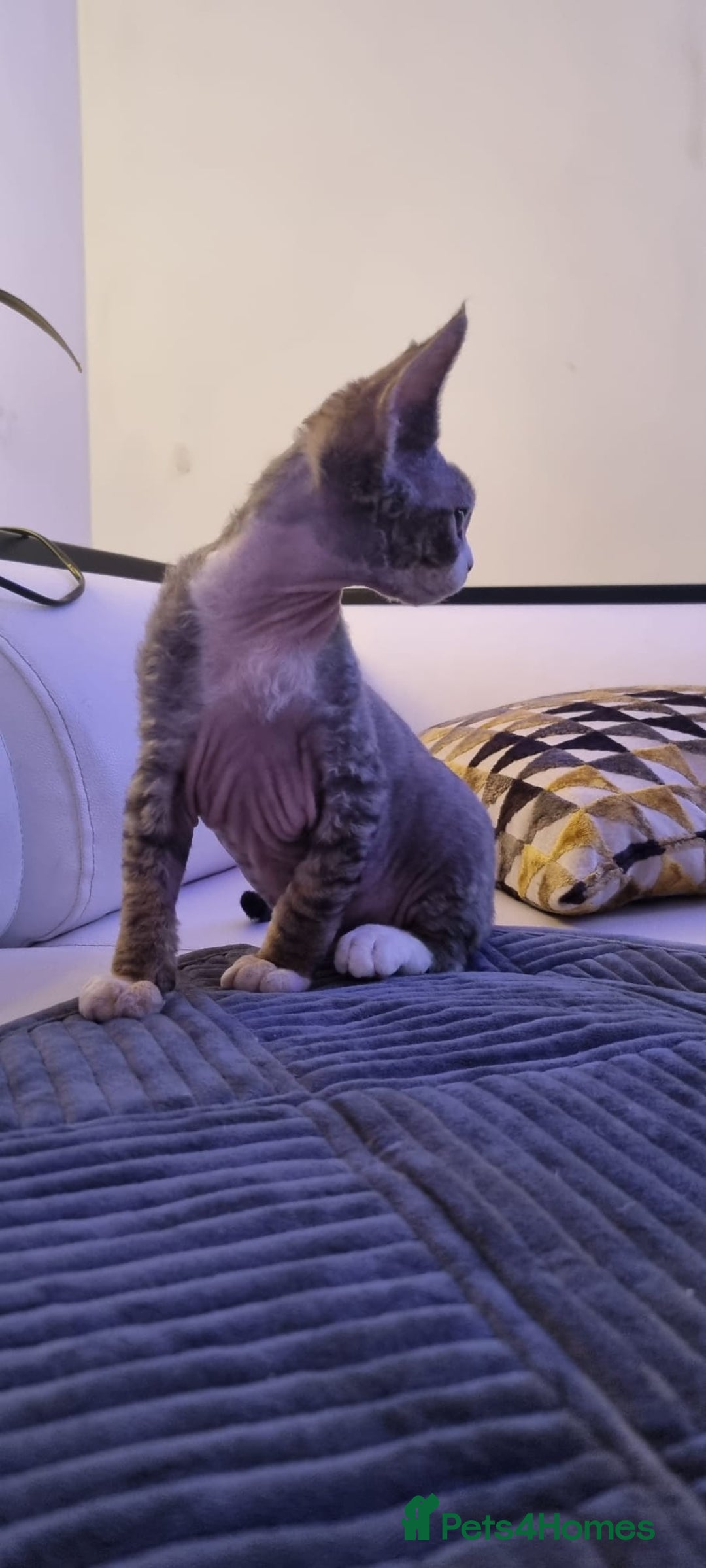 Devon Rex cats for sale: ❤️🐱Brown mackerel tabby Devon Rex ❤️🐱 - Advert 14