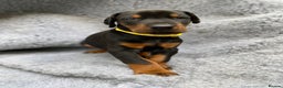 Dobermann dogs for sale: KC REGISTERED DOBERMAN ( 11 months old : Intact) - Advert 30