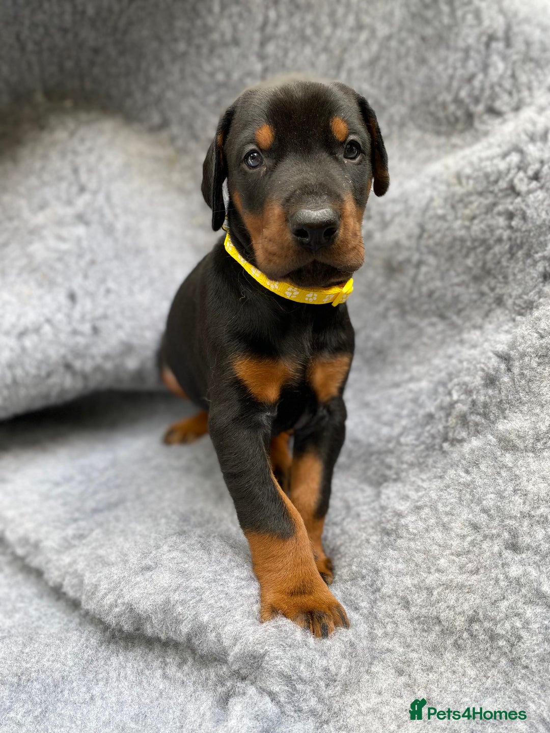 Dobermann dogs for sale: KC REGISTERED DOBERMAN ( 11 months old : Intact) - Advert 30