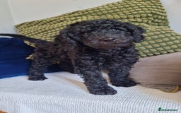 Cavapoo dogs for sale: F1b Standard Cavapoo, 3 remaining ready to leave in Watchet - Image 3