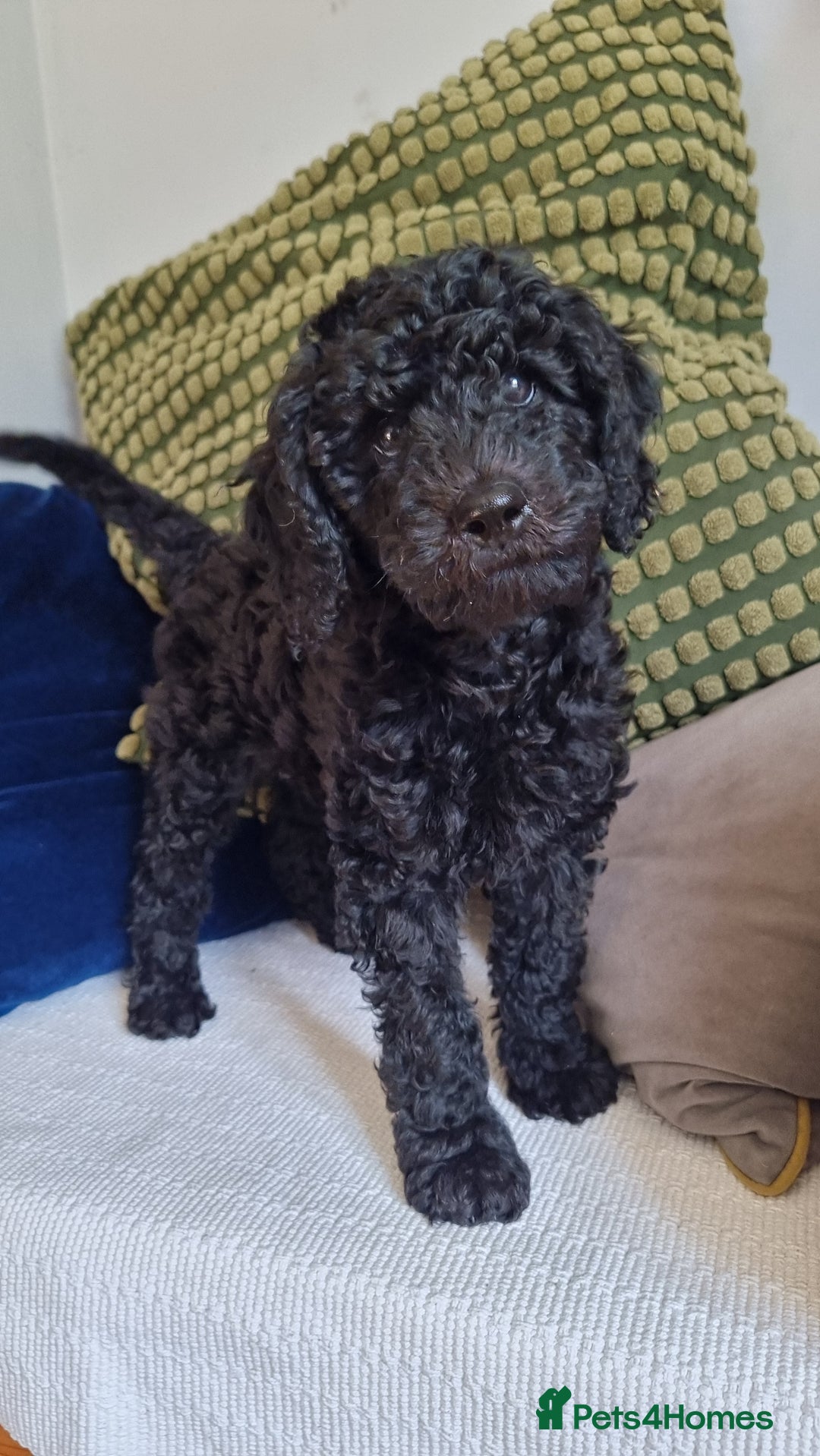 Cavapoo dogs for sale: F1b Standard Cavapoo, 3 remaining ready to leave in Watchet - Image 3