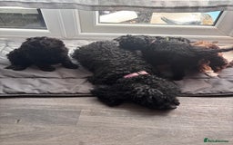 Toy Poodle dogs for sale: Beautiful toy poodle boy - Image 6