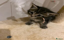 Mixed Breed cats for sale: Mixed Himalayan - Image 14