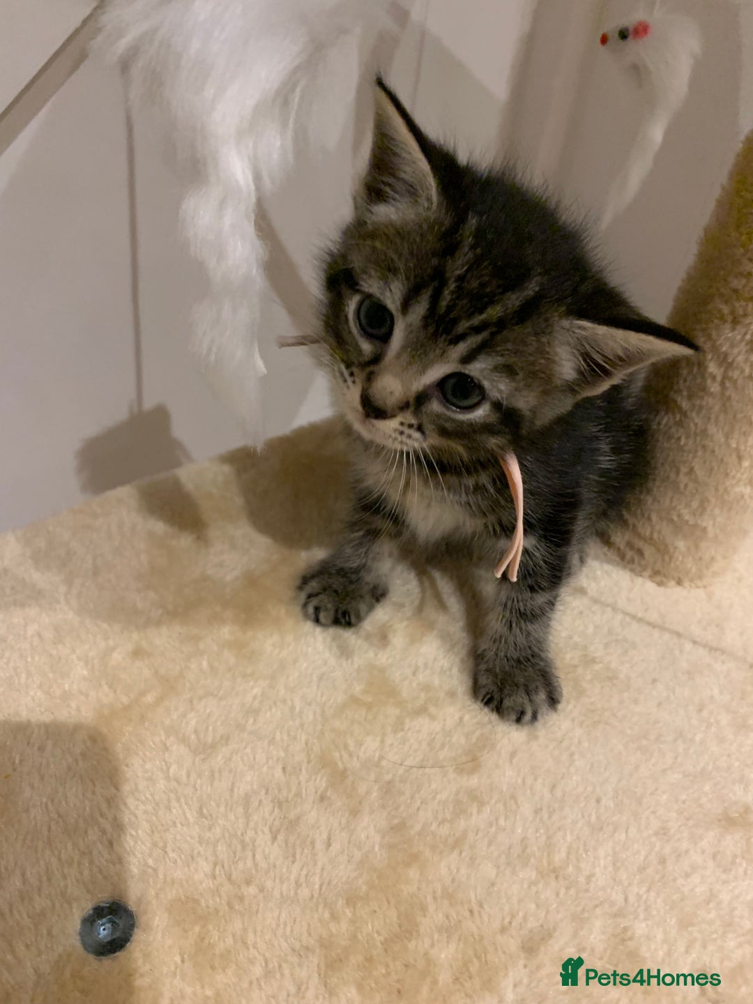 Mixed Breed cats for sale: Mixed Himalayan - Image 14