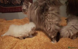 Siberian cats for sale: GCCF TICA 5 generations - Image 3