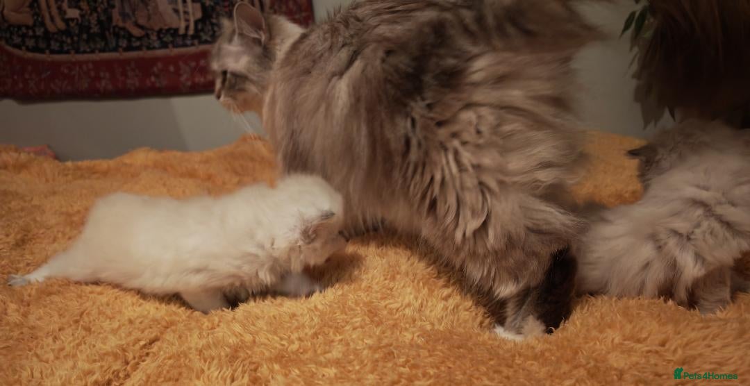 Siberian cats for sale: GCCF TICA 5 generations - Image 3