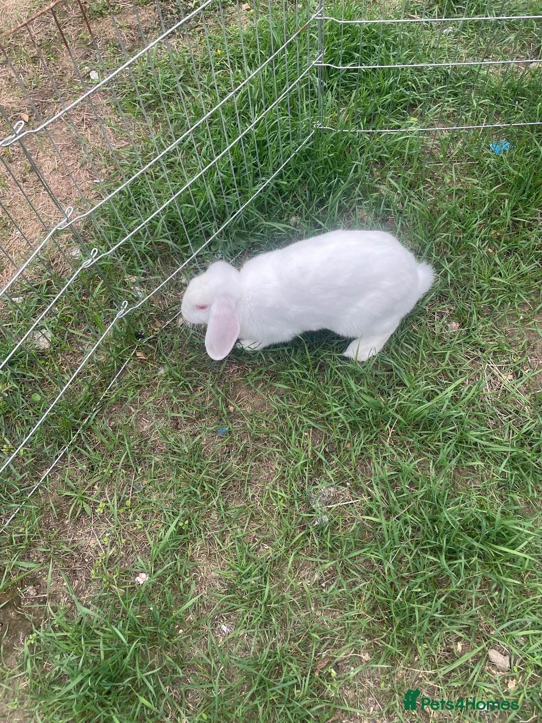 Mixed Breed rabbits for sale: Two female albino giant rabbits  in Colchester - Advert 2