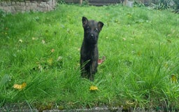 German Shepherd dogs for sale: German Shepherd Puppies - Image 8