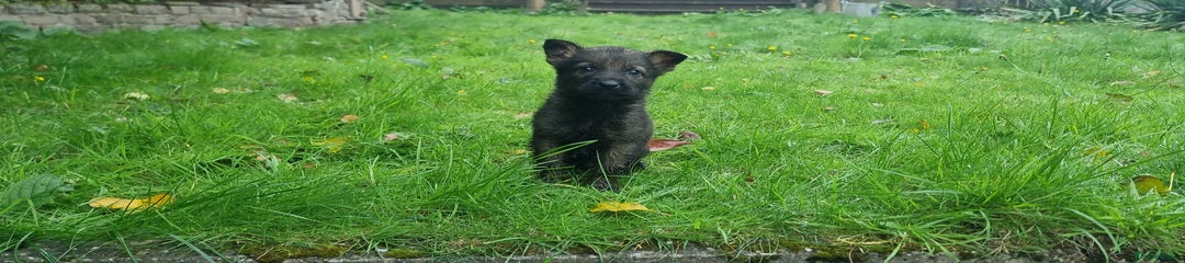 German Shepherd Puppy 1