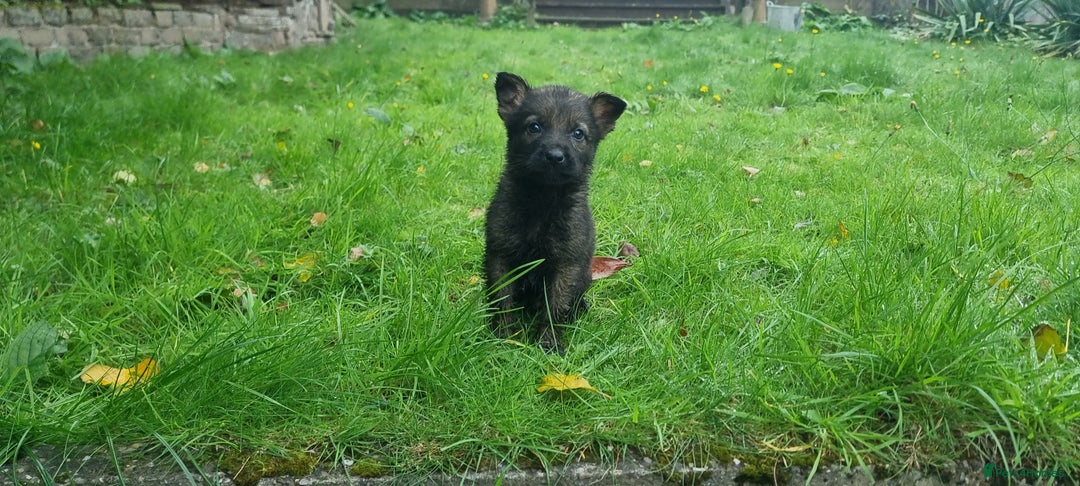German Shepherd dogs for sale: German Shepherd Puppies - Image 8