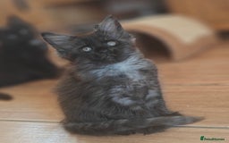 Maine Coon cats for sale: Adorable GCCF Black smoke Maine Coons kittens  - Image 15