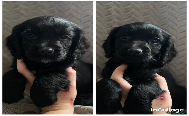 Cocker Spaniel dogs Working cocker spaniel puppies  - Advert 1