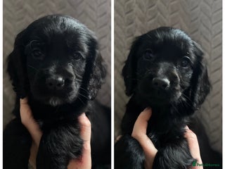 Cocker Spaniel dogs Working cocker spaniel puppies - Advert 4