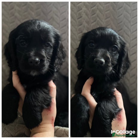 Cocker Spaniel dogs Working cocker spaniel puppies - Advert 1