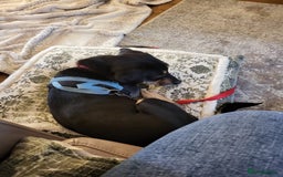Mixed Breed dogs for adoption: 💖🐶 TASHA 🐶💖 - Image 6
