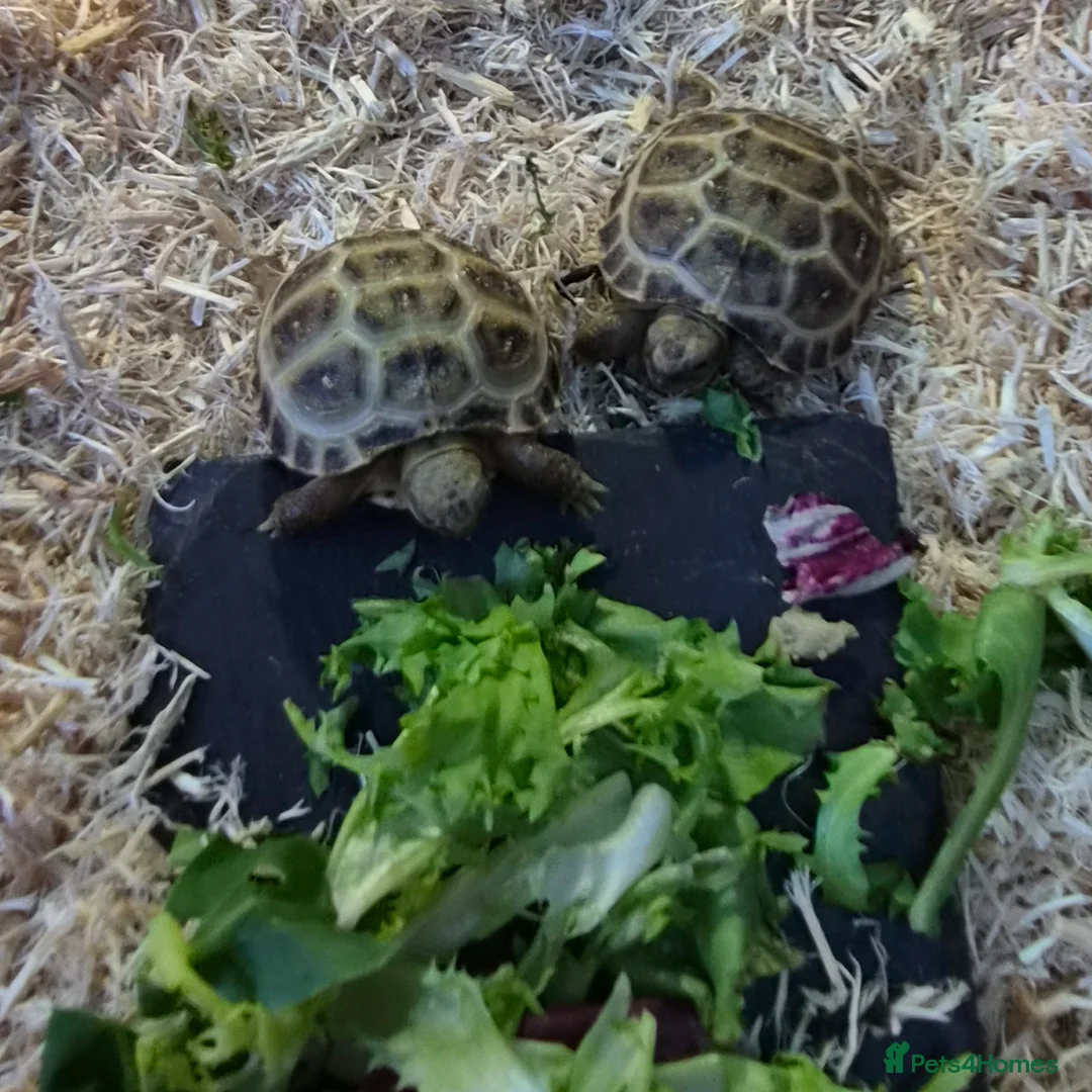 Tortoise reptiles for sale: Horsefield Baby Tortoises - Advert 1