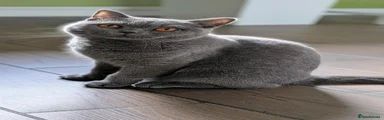 British Shorthair 1