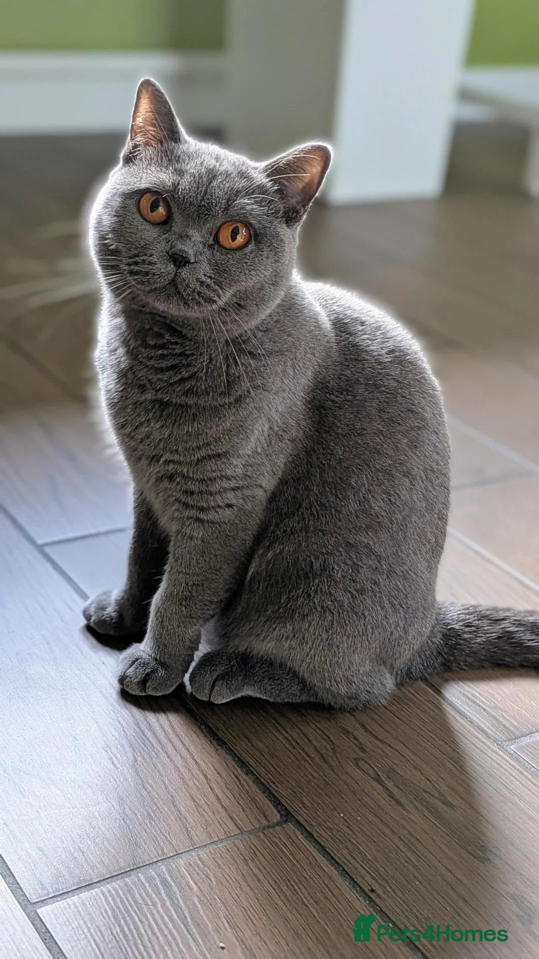 British Shorthair cats for sale: Beautiful British Shorthair Female 2.5 Years Old - Advert 3