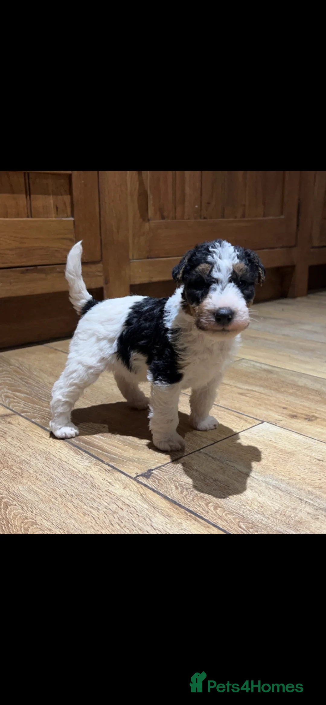 Fox Terrier dogs for stud: (TEDDY) Wire haired, fox terrier for STUD in Uttoxeter - Advert 6