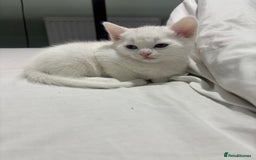 Turkish Angora cats for sale: ✨Adorable white kittens✨ - Image 8