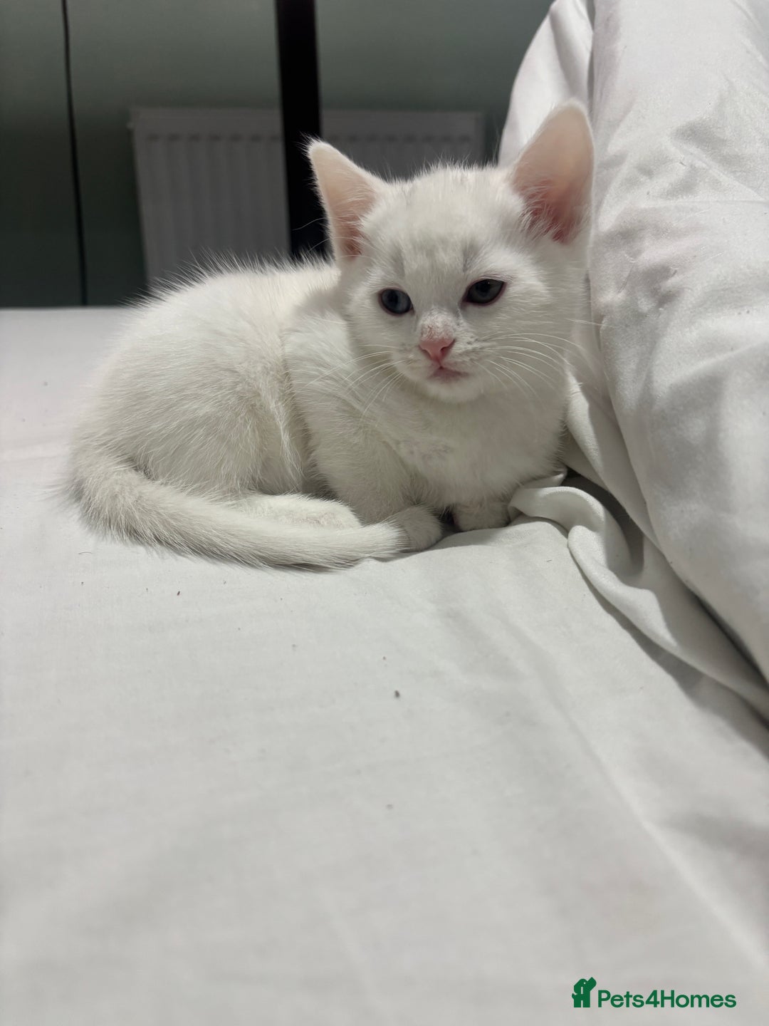Turkish Angora cats for sale: ✨Adorable white kittens✨ - Image 8