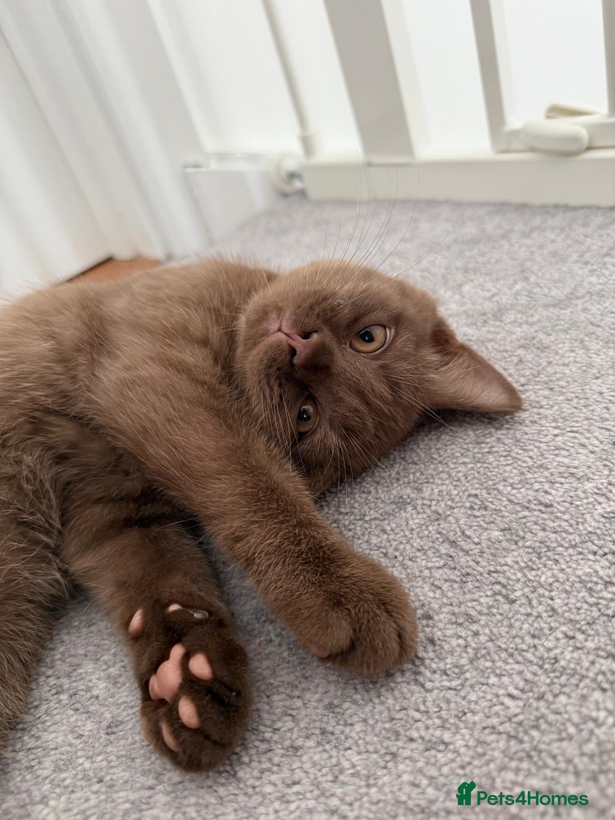 Mixed Breed cats Looking for a New Home for Our 3-Month-Old Kitten - Advert 1