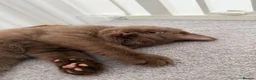 Mixed Breed cats for sale: Looking for a New Home for Our 3-Month-Old Kitten in Chelmsford - Advert 1