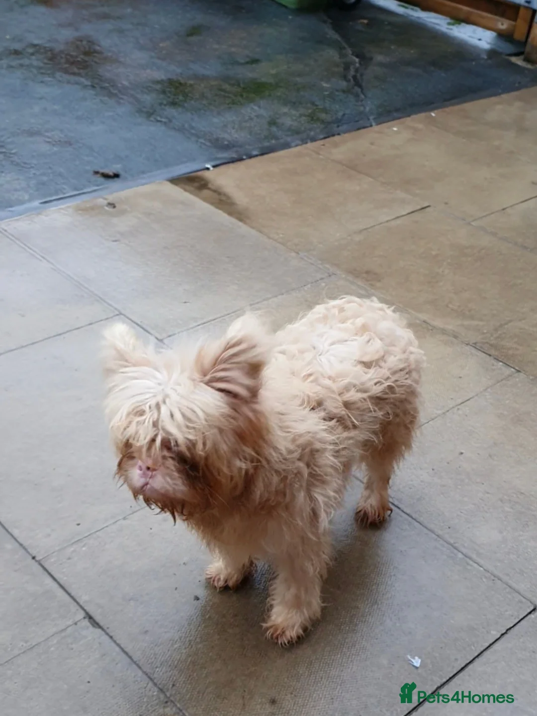 French Bulldog dogs for stud: Floodle frenchy Pink and Tan carry Isabella,Husky  - Advert 2