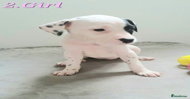 Mixed Breed dogs - Advert 2