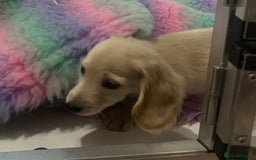Miniature Dachshund dogs for sale: Cream Longhair Miniature Dachunds Ready Now - Image 15