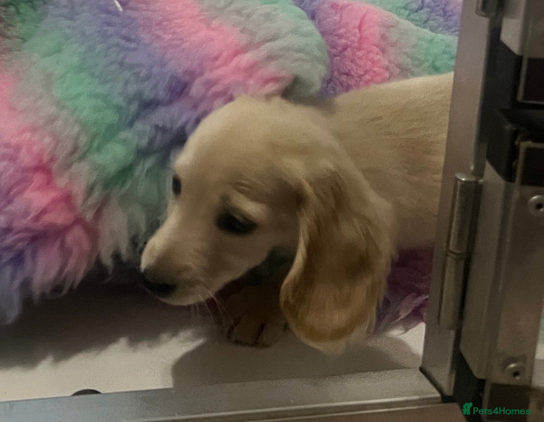 Miniature Dachshund dogs for sale: Cream Longhair Miniature Dachunds Ready Now - Image 15