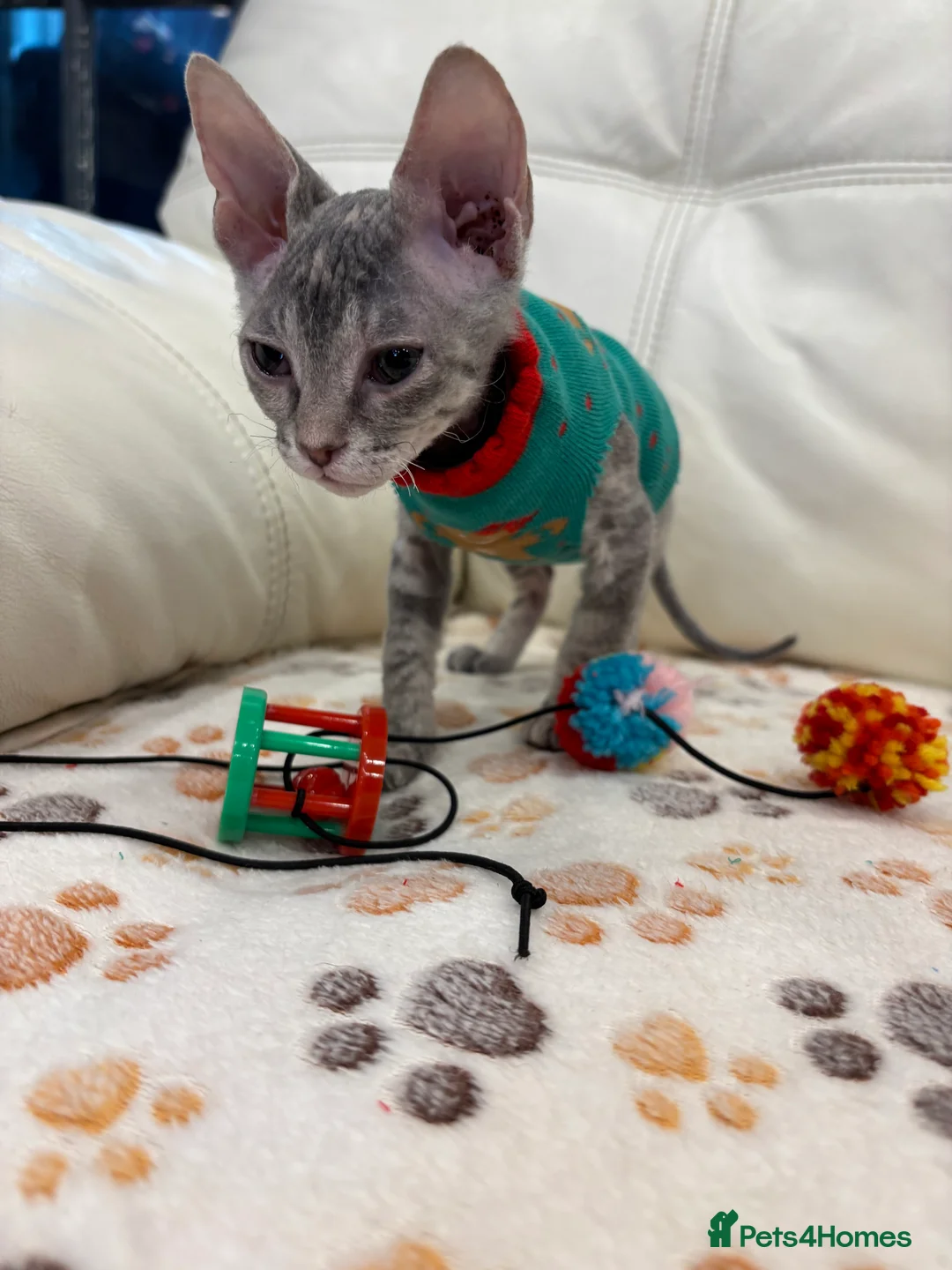 Sphynx cats for sale: Donskoy - Advert 7