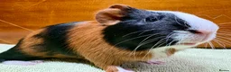 Guinea Pig rodents for sale: Adorable pair of boy guinea pigs  - Advert 4