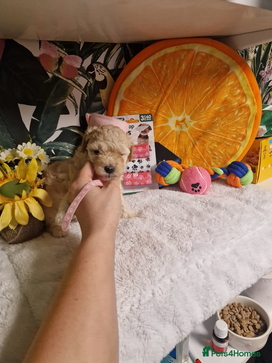 Maltipoo dogs for sale: Maltipoo  - Advert 8