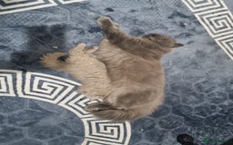 British Longhair cats for sale: British long hair x long hair  - Image 8