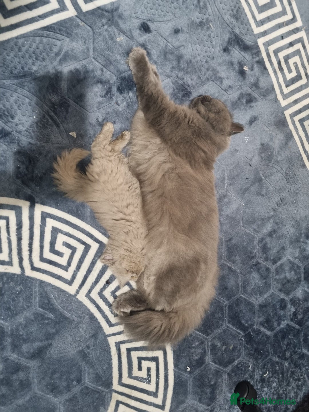 British Longhair cats for sale: British long hair x long hair  - Image 8