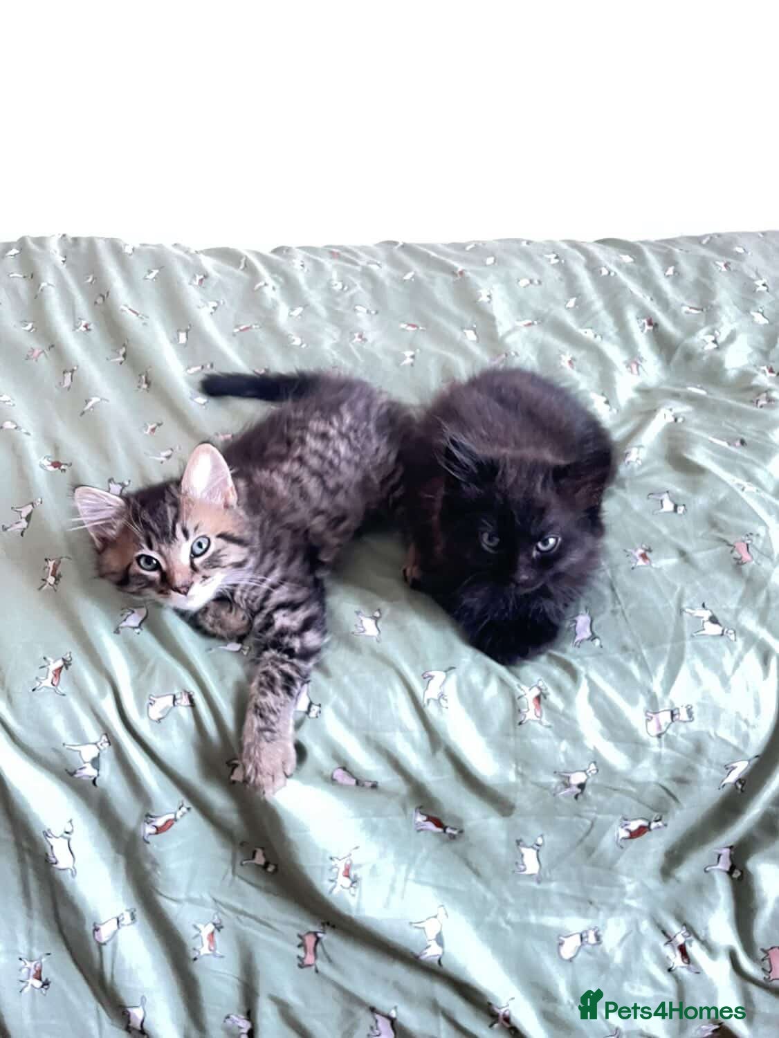 Mixed Breed cats Two kittens left  - Advert 1