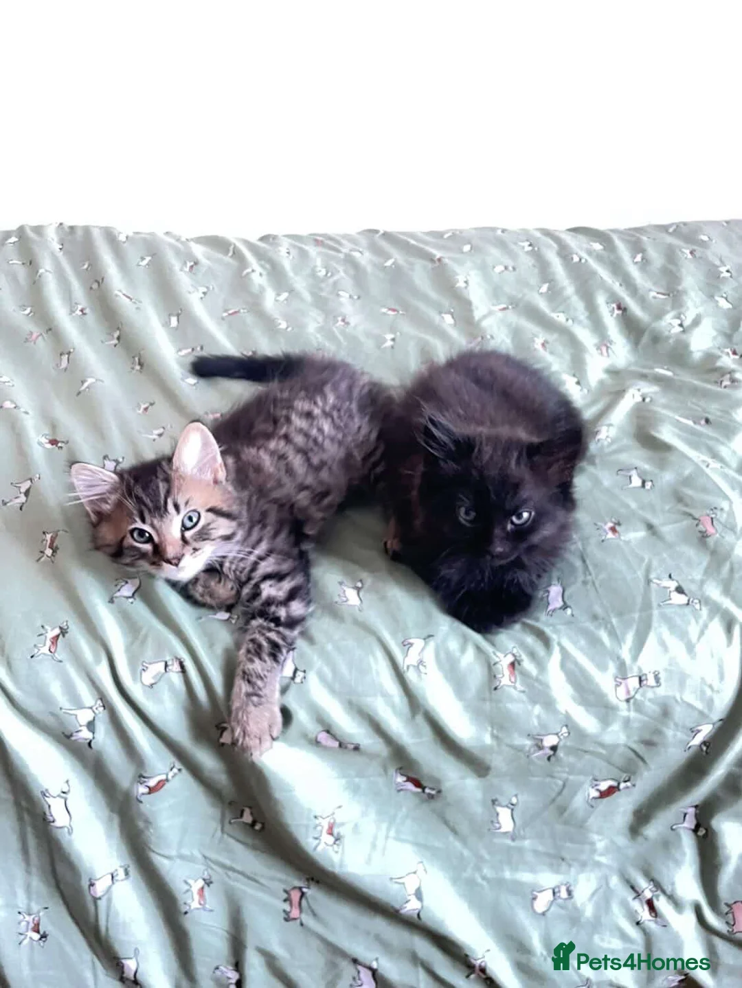 Mixed Breed cats for sale: Two kittens left  - Advert 1