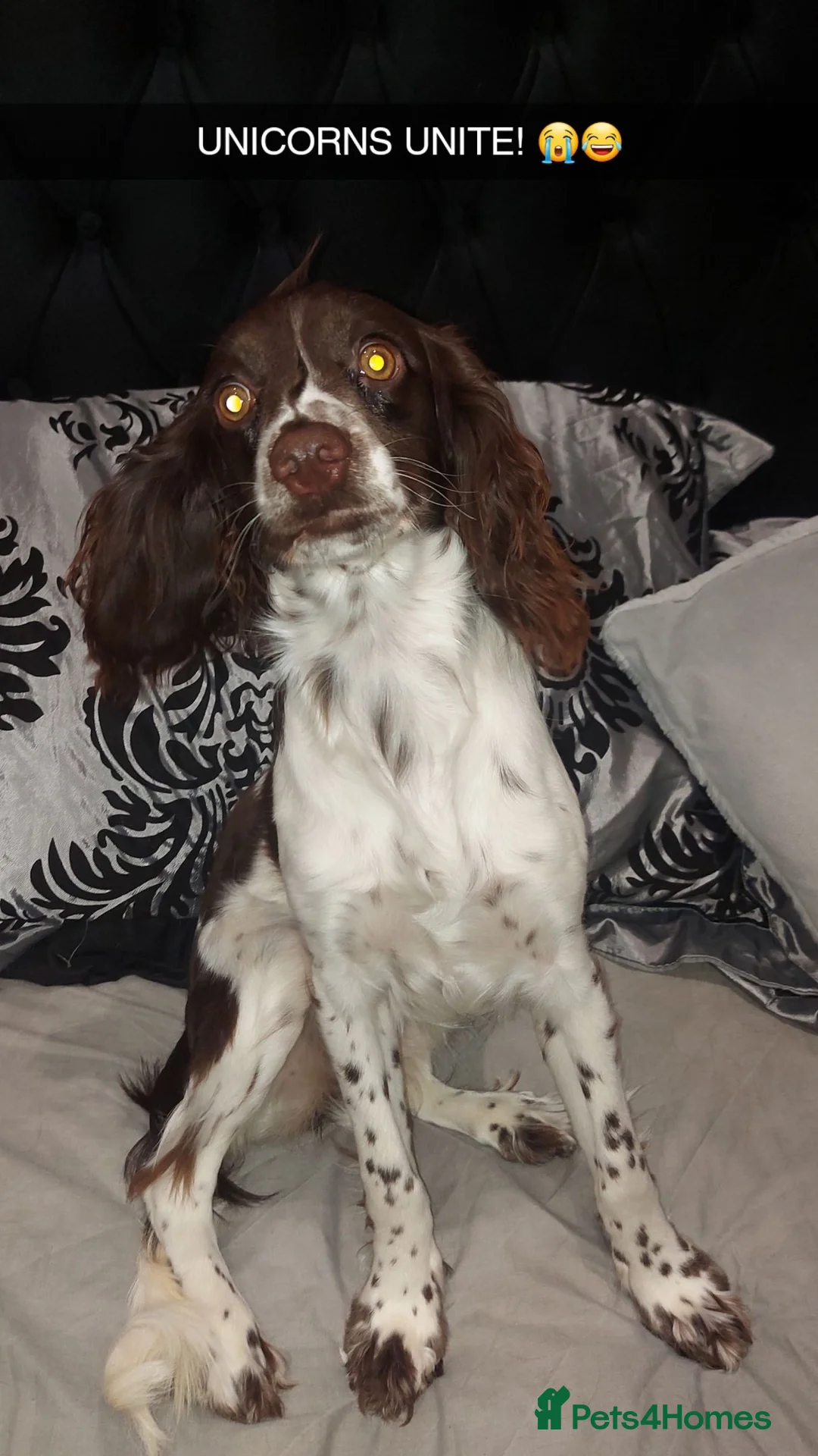 Cocker Spaniel dogs for sale: 2 year old cocker spaniel  - Advert 7