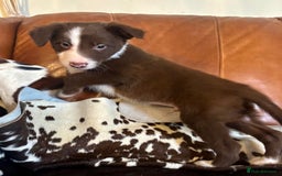 Border Collie dogs for sale: Stunning Merle Border Collie puppies.  - Image 9
