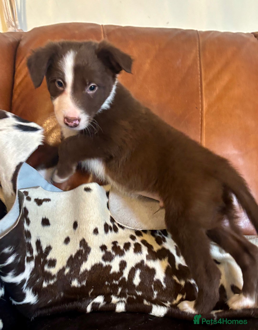 Border Collie dogs for sale: Stunning Merle Border Collie puppies.  - Image 9
